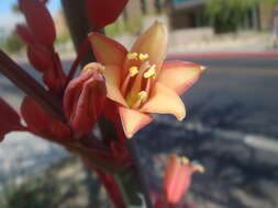 Image of redflower false yucca