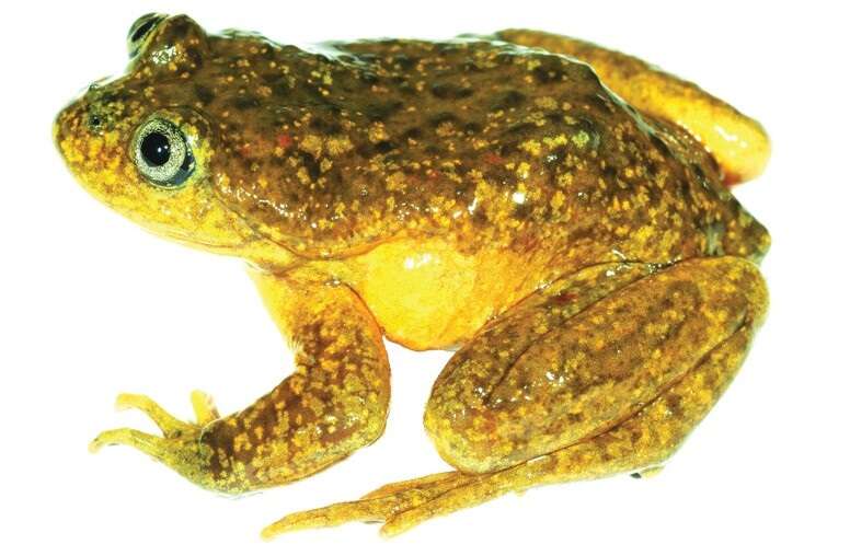 Image of Yellow-bellied Water Frog