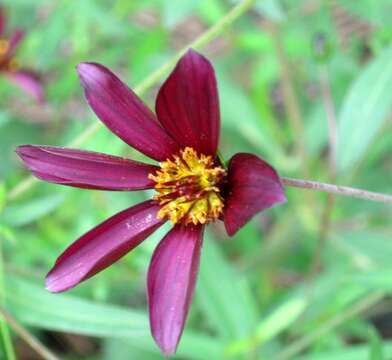 Image of Cosmos longipetiolatus Melchert