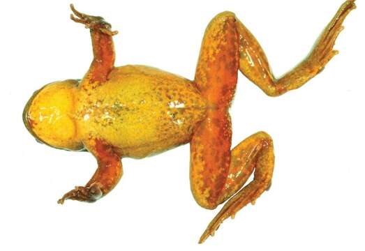 Image of Yellow-bellied Water Frog