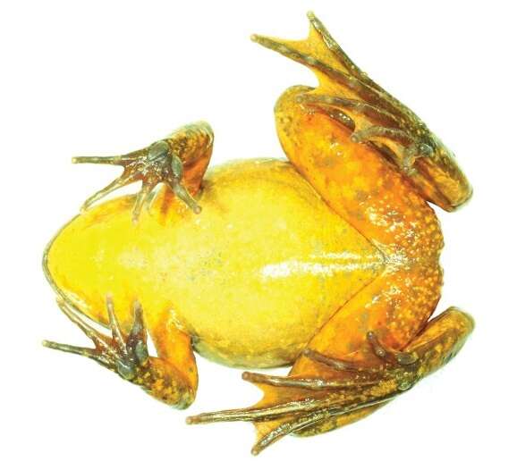 Image of Yellow-bellied Water Frog