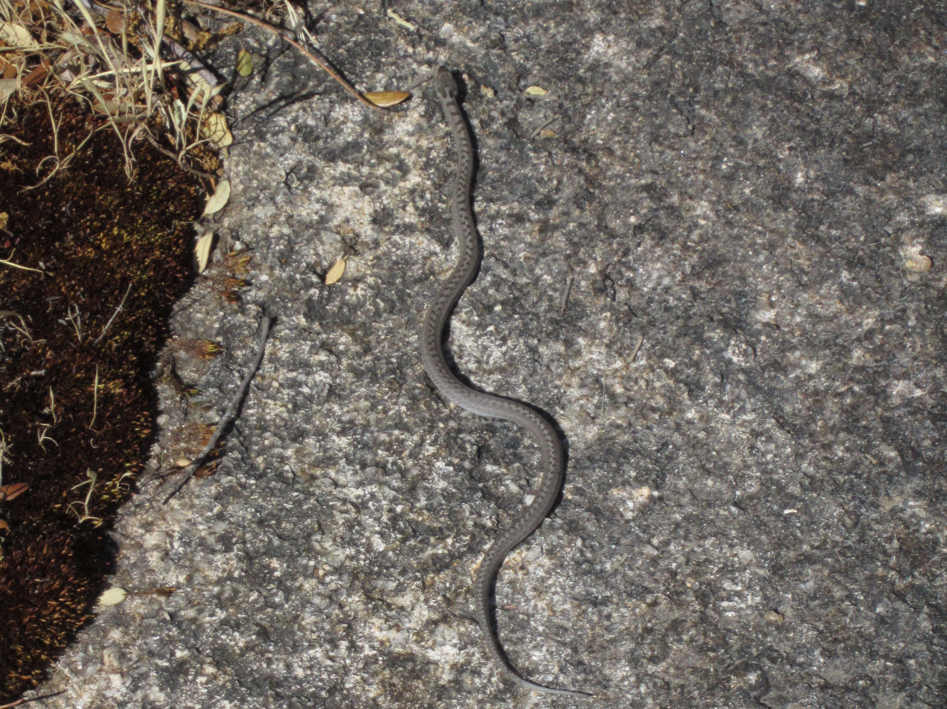 Image of Southern Smooth Snake