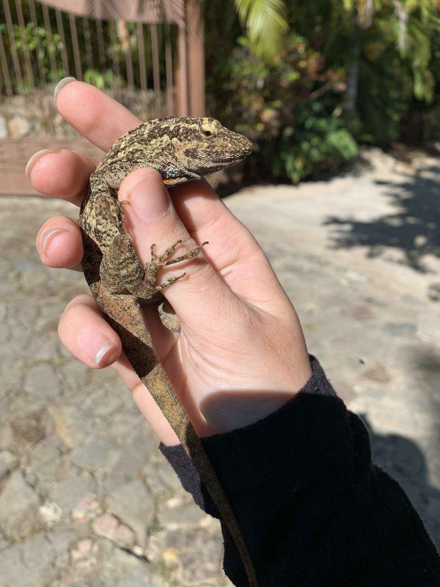 Image of Macrinius' Anole