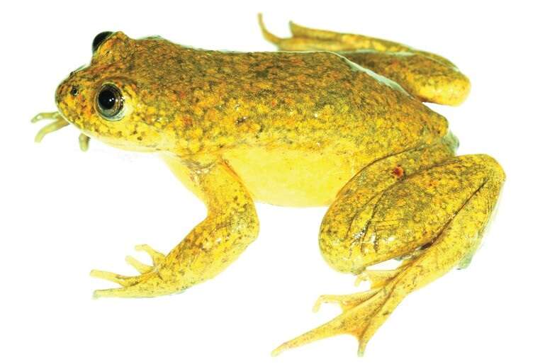 Image of Yellow-bellied Water Frog