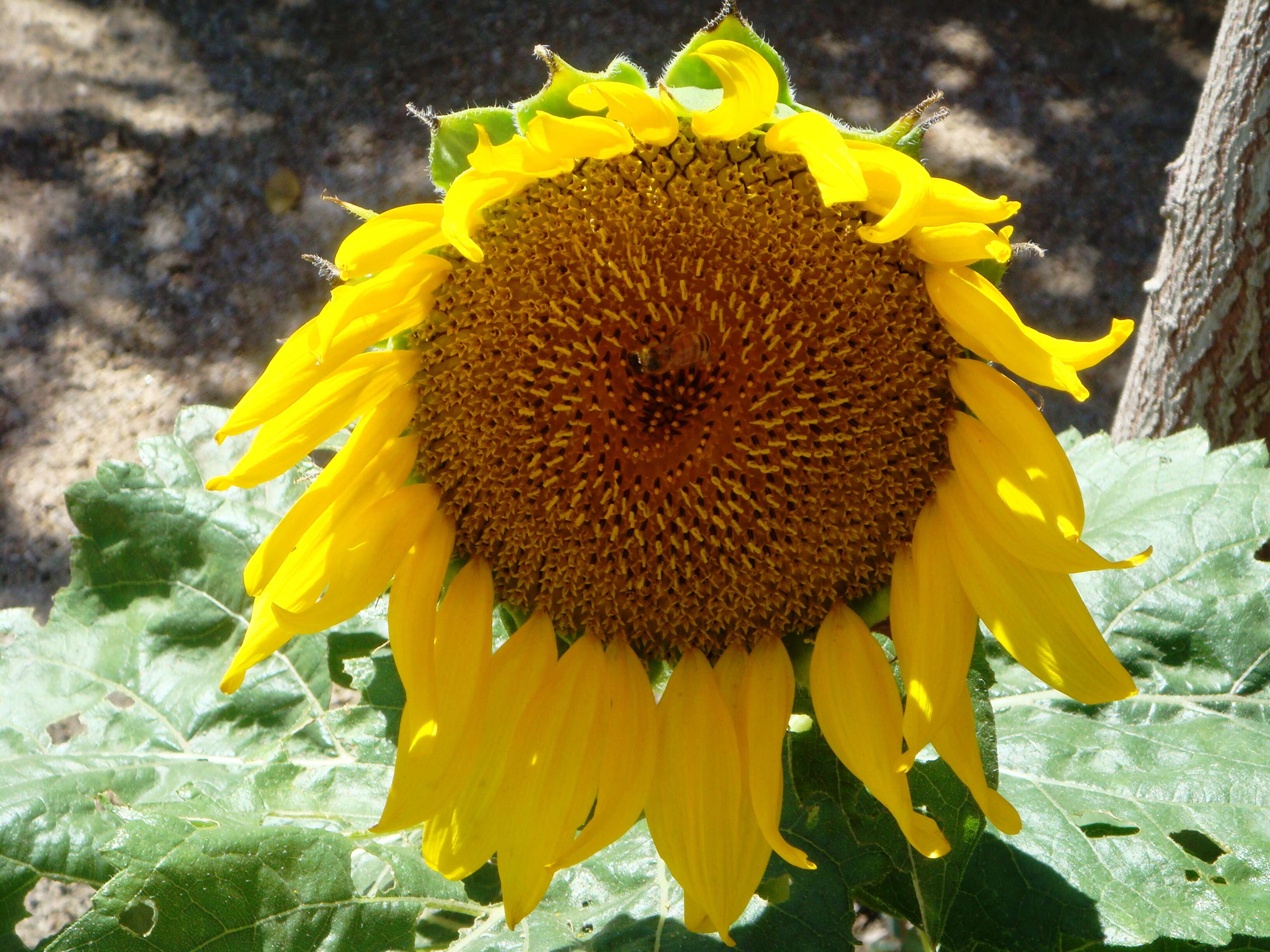 Image de tournesol