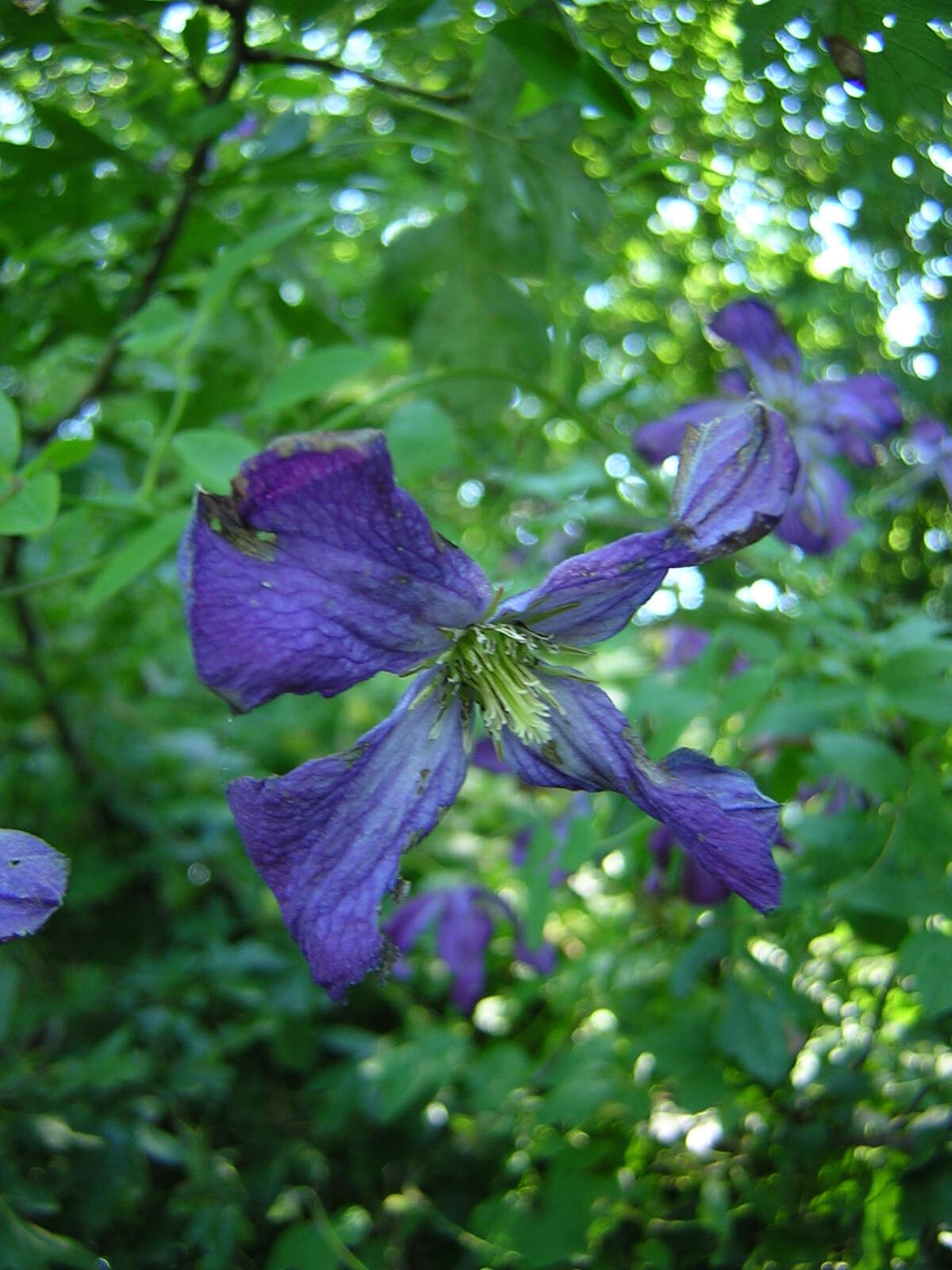 Image of Purple Clematis