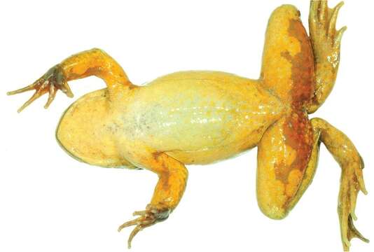 Image of Yellow-bellied Water Frog