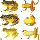Image of Yellow-bellied Water Frog
