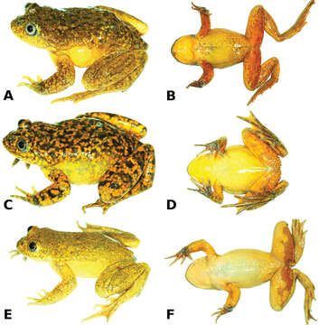 Sivun Telmatobius ventriflavum Catenazzi, Vargas García & Lehr 2015 kuva