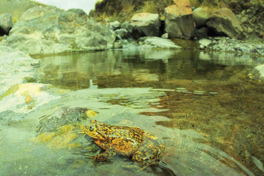 Image of Yellow-bellied Water Frog