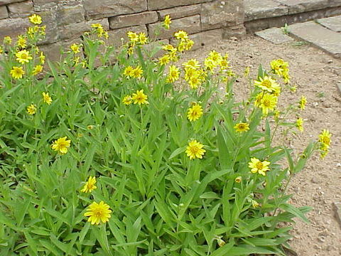 Image of spearleaf arnica