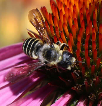 Image of Pugnacious Leaf-cutter Bee