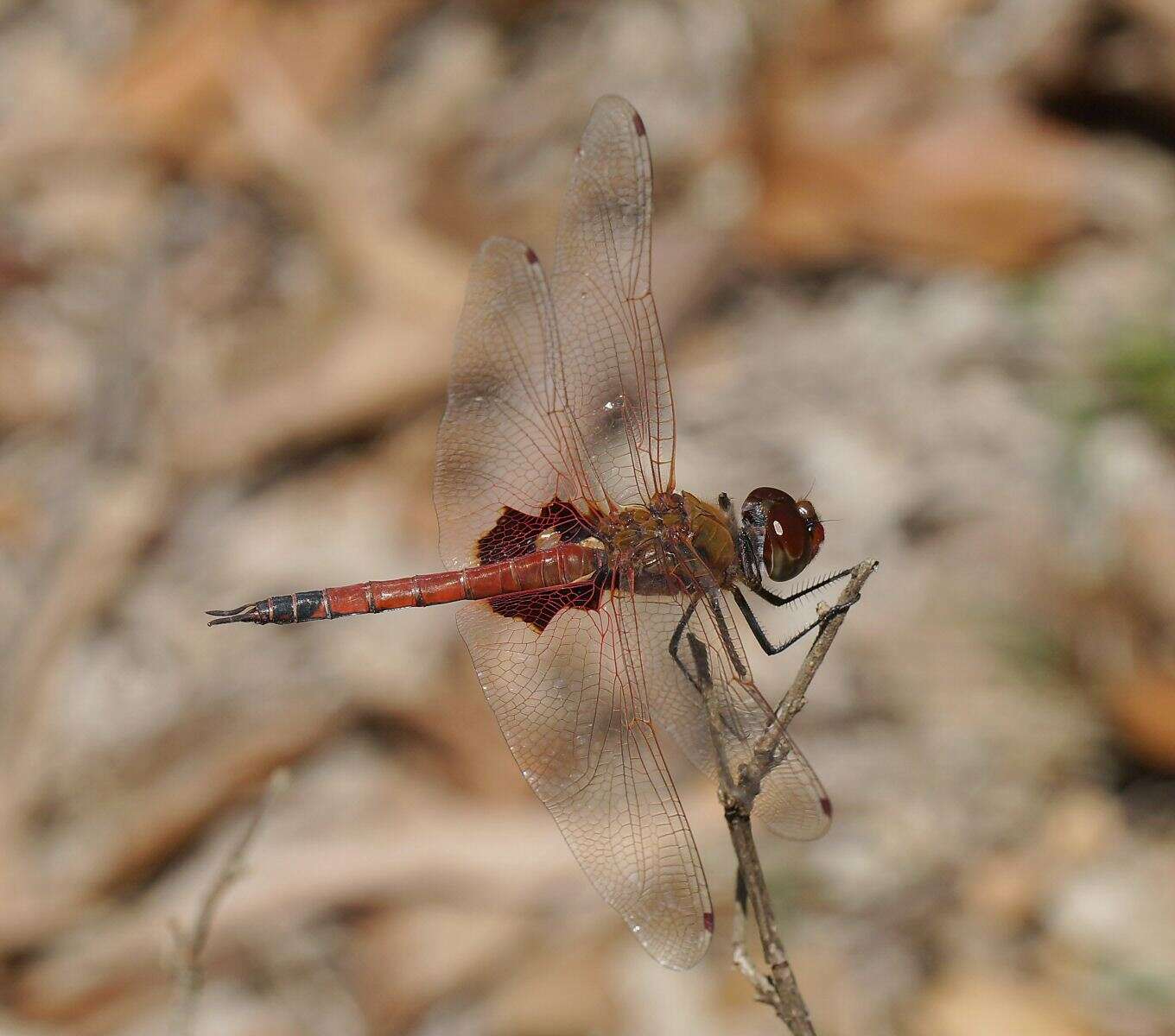 Image of Common Glider