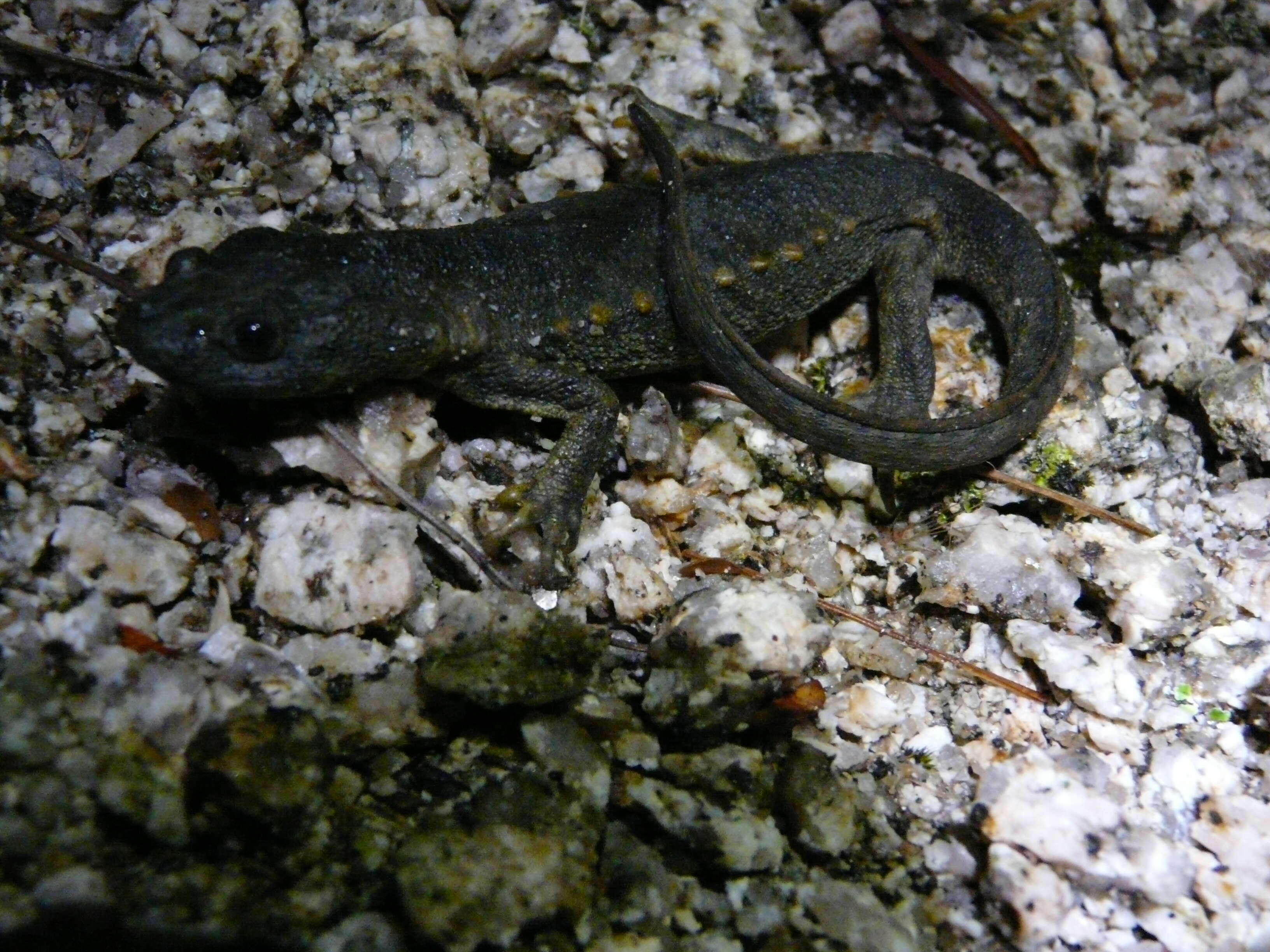 Image of Sharp-ribbed Salamander