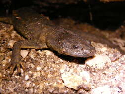 Image of Sharp-ribbed Salamander