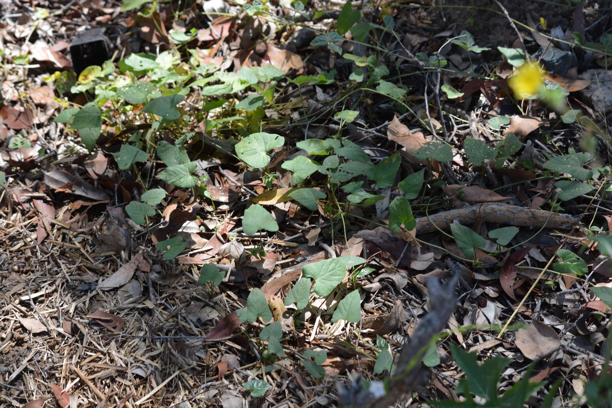 Image of Ipomoea biflora subsp. biflora