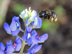 Plancia ëd Xylocopa tabaniformis parkinsoniae Cockerell 1917