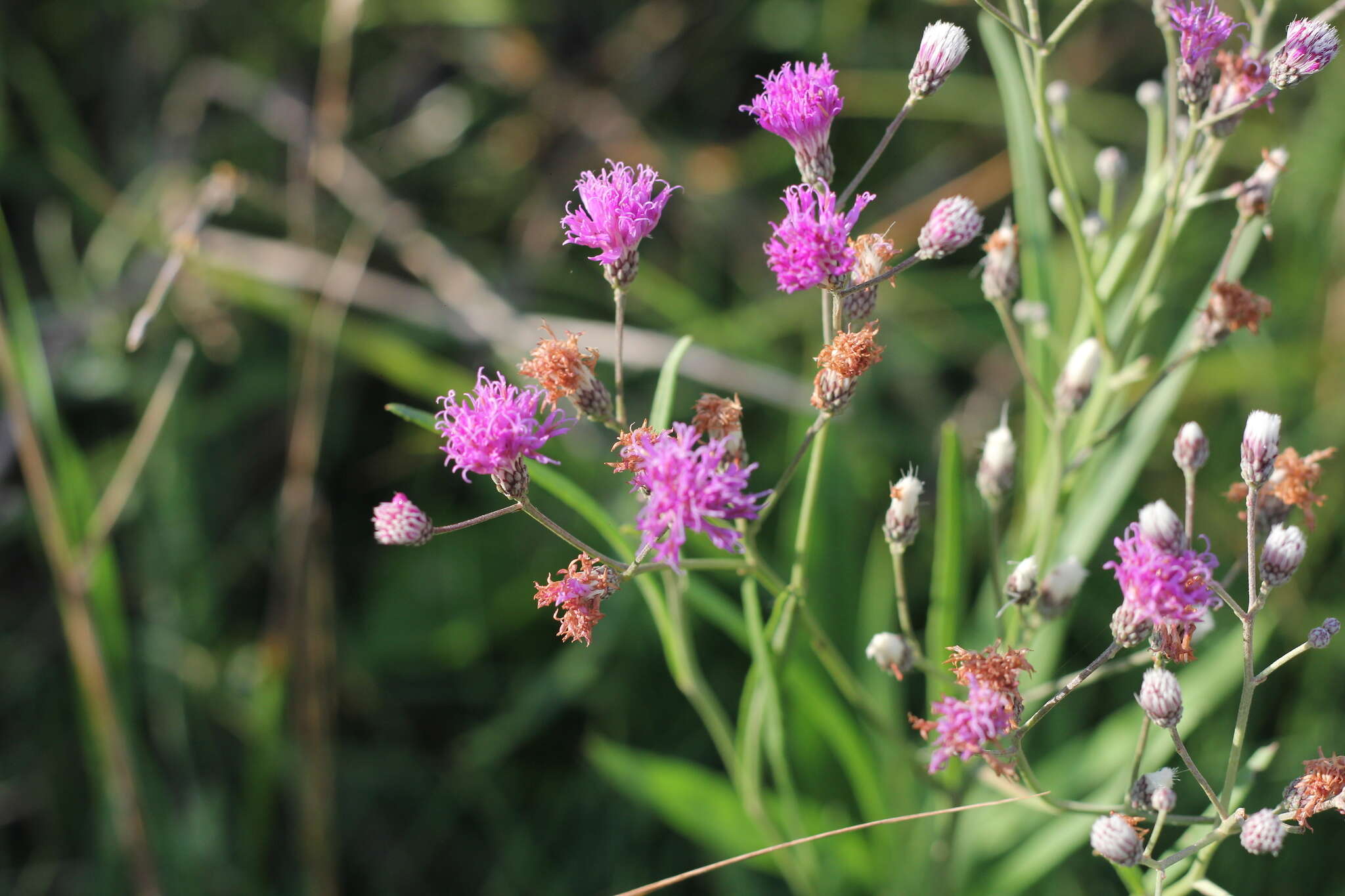 Image of Vernonia incana Less.