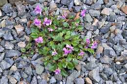 Image of common dog-violet