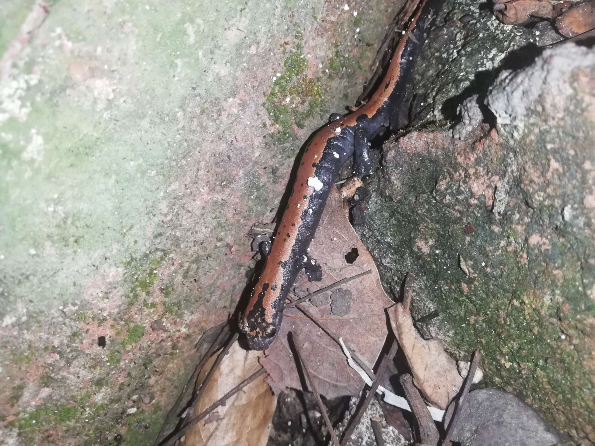 Image of Broadfoot Mushroomtongue Salamander