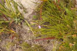 Image of Psoralea trullata C. H. Stirt.