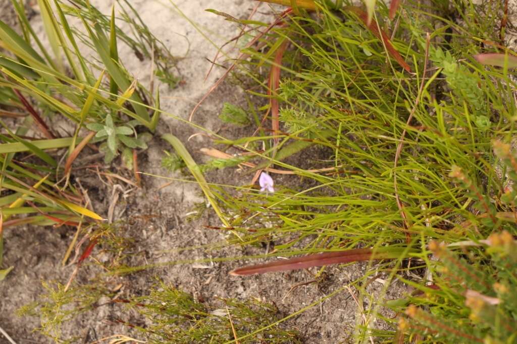 Image of Psoralea trullata C. H. Stirt.