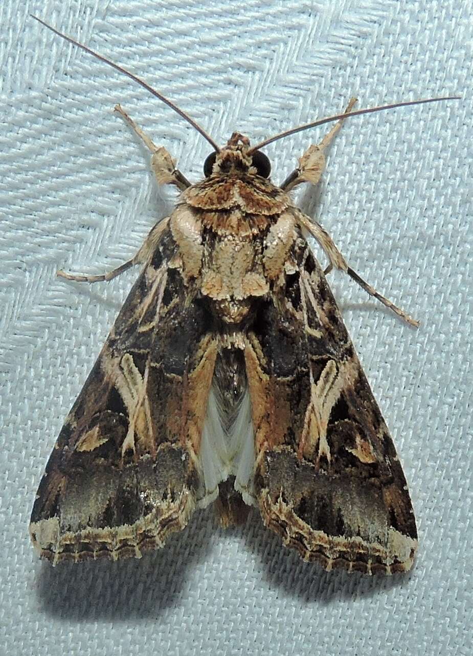 Image of Cutworm