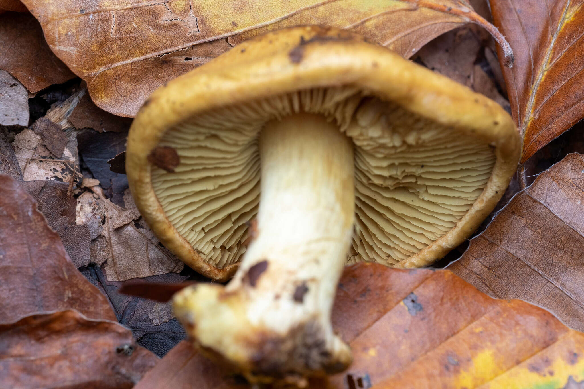 Image of Cortinarius citrinus J. E. Lange ex P. D. Orton 1960