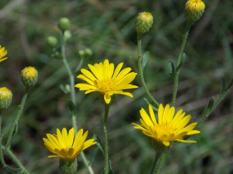 Image of Heterotheca subaxillaris subsp. latifolia (Buckley) Semple