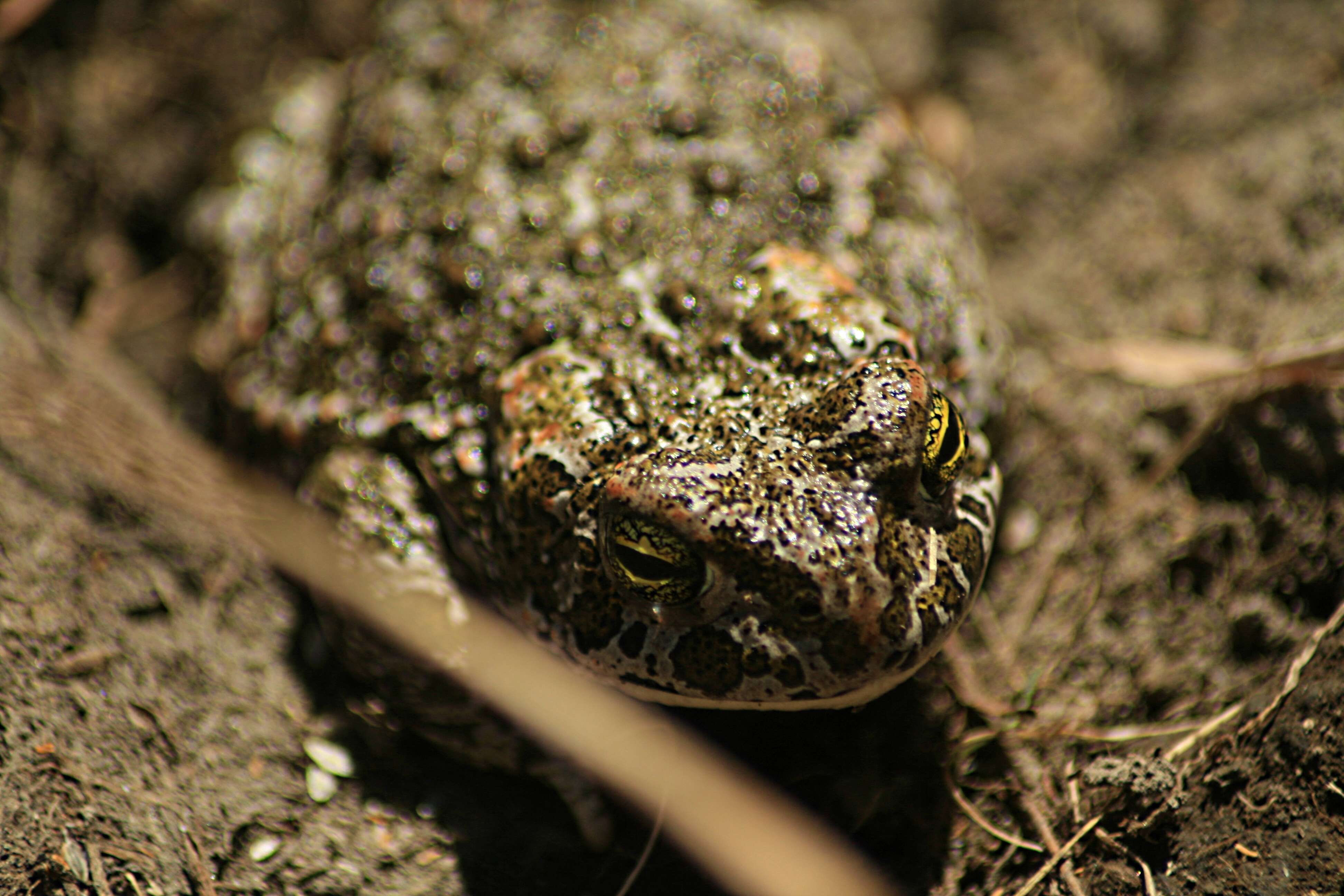 Image of Natterjack toad