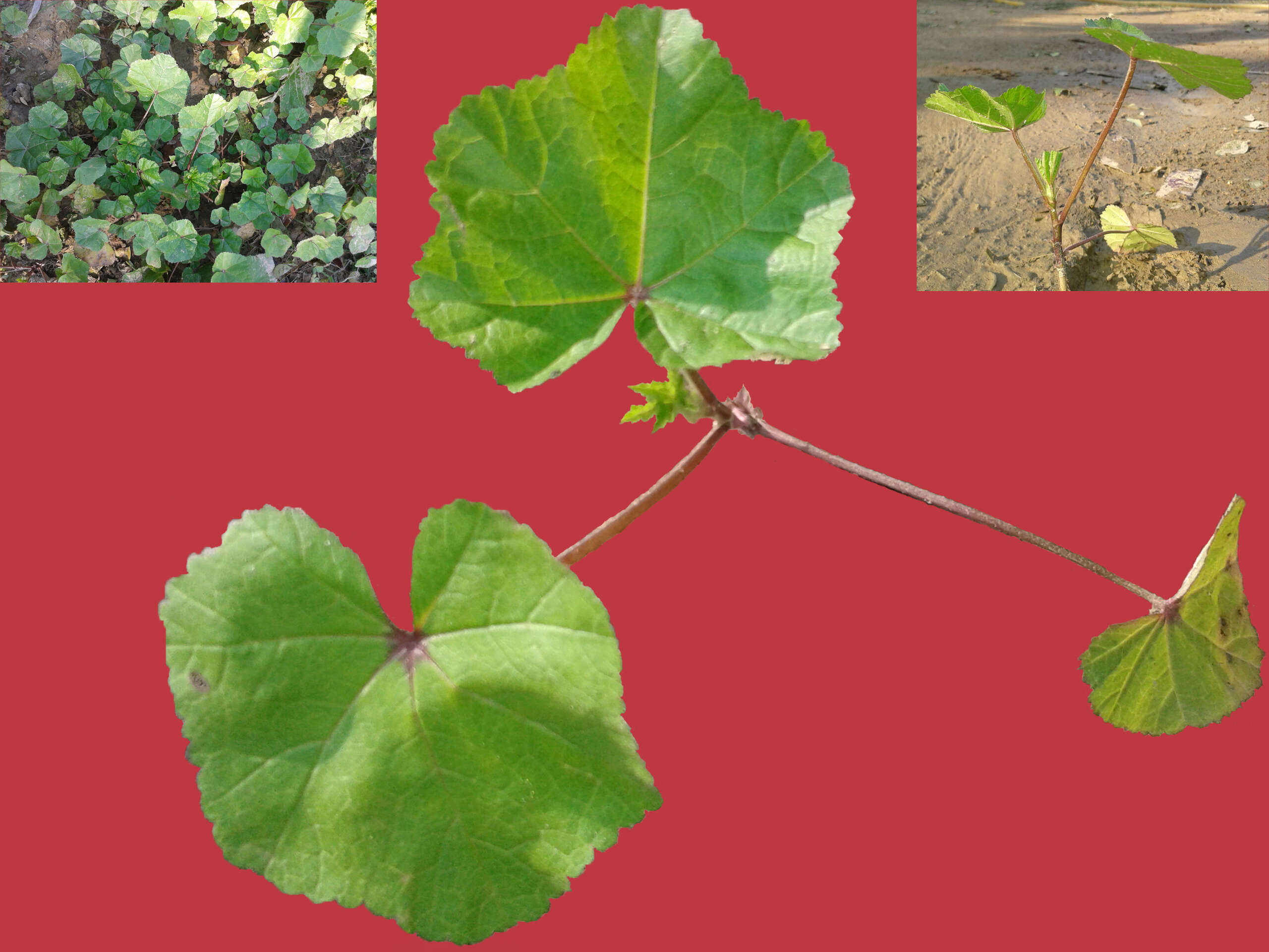 Image of cluster mallow