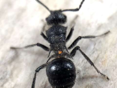 Plancia ëd Polyrhachis punctiventris Mayr 1876