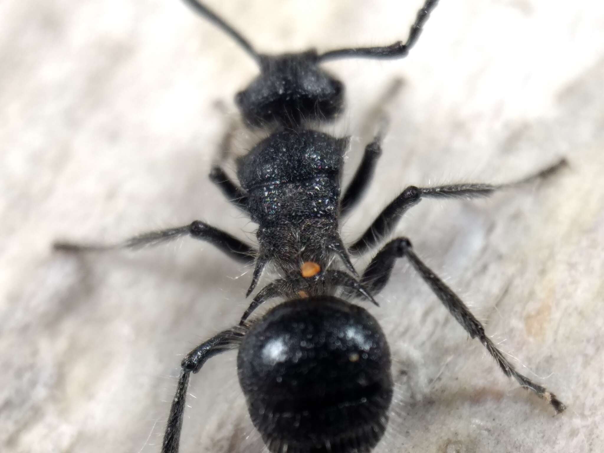 Plancia ëd Polyrhachis punctiventris Mayr 1876