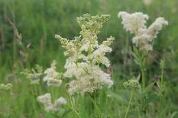 Plancia ëd Filipendula ulmaria subsp. ulmaria