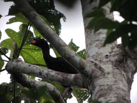 Image of Wattled Curassow