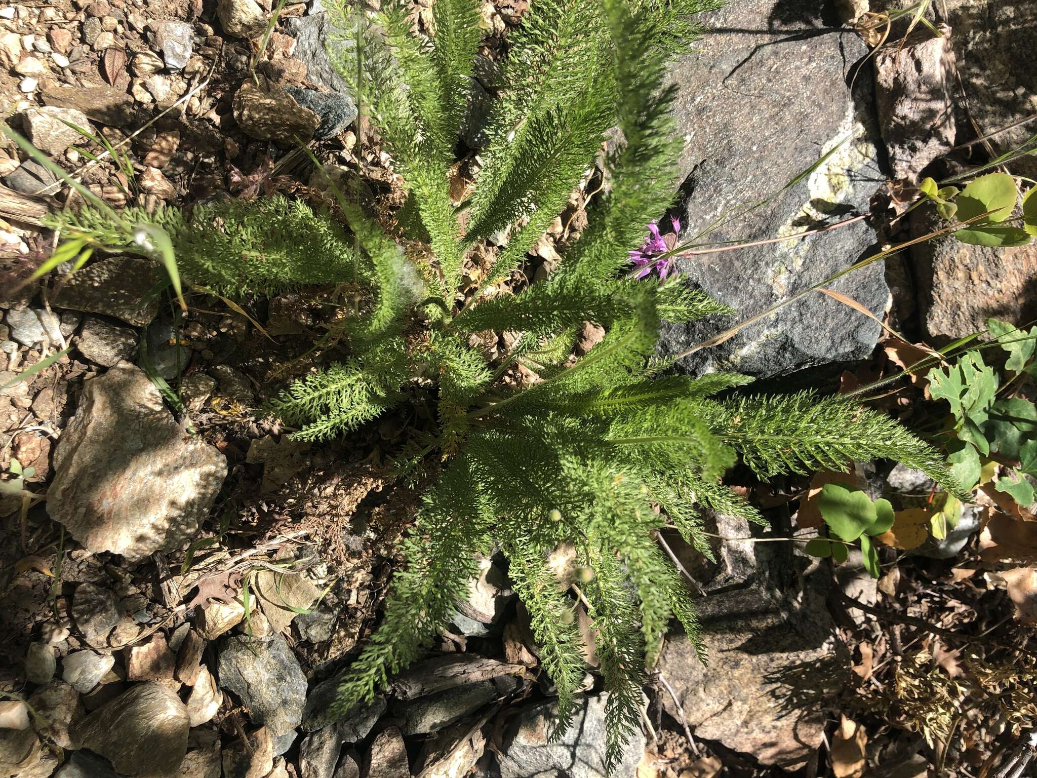 Image of western yarrow