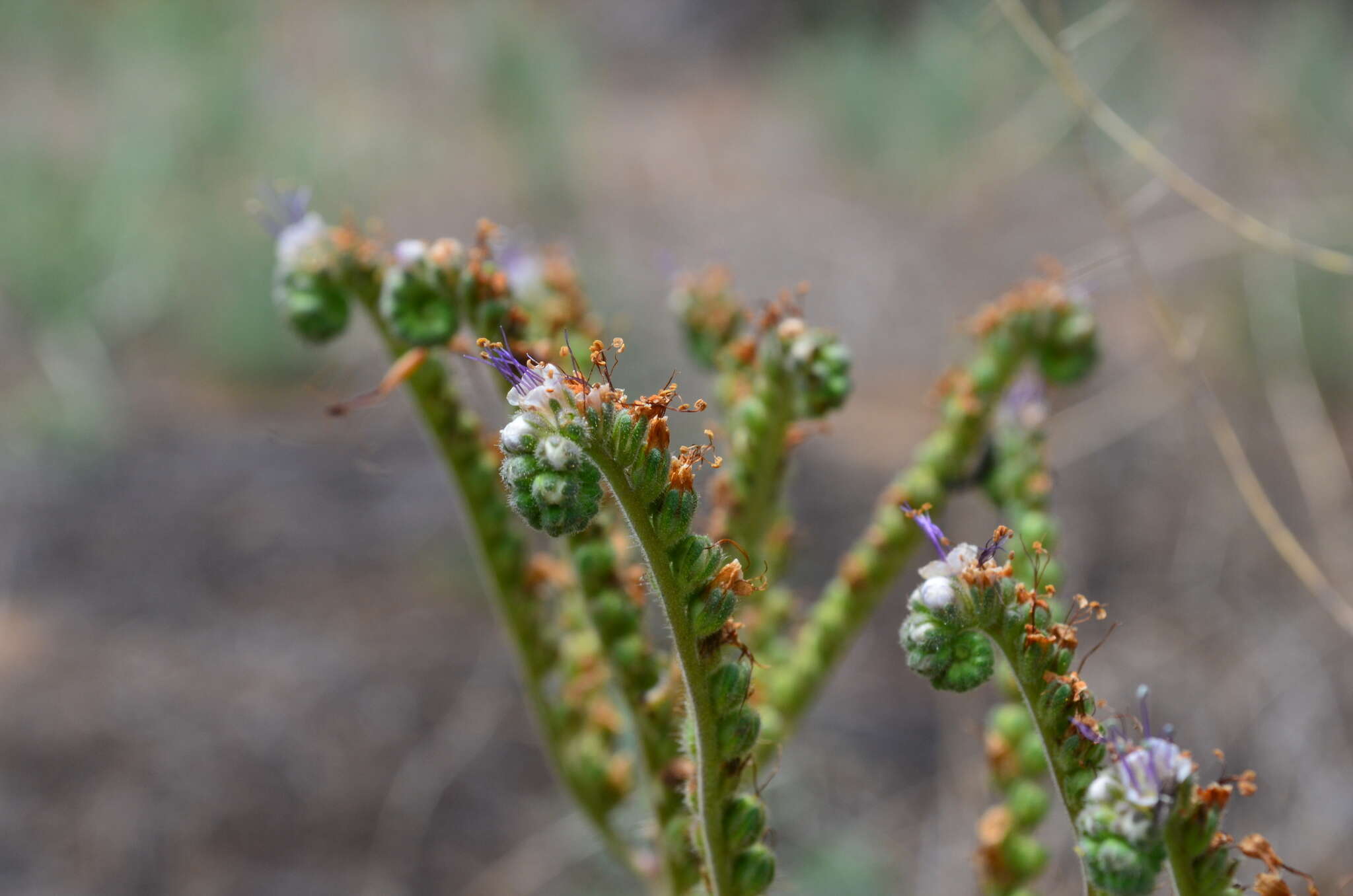 Phacelia alba Rydb. resmi