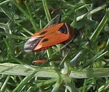 Image of Calocoris nemoralis (Fabricius 1787)