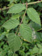 Plancia ëd Rubus parviaraliifolius Hayata