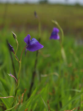 Image of Net Veined Bladderwort