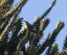 Image of Araucaria Tit-Spinetail