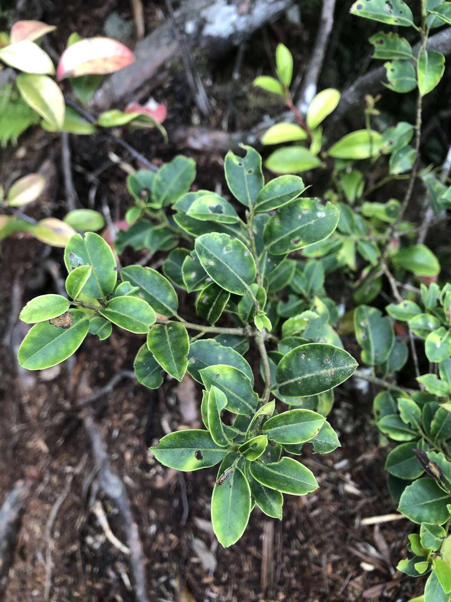 صورة Ilex sugerokii var. brevipedunculata (Maxim.) S. Y. Hu