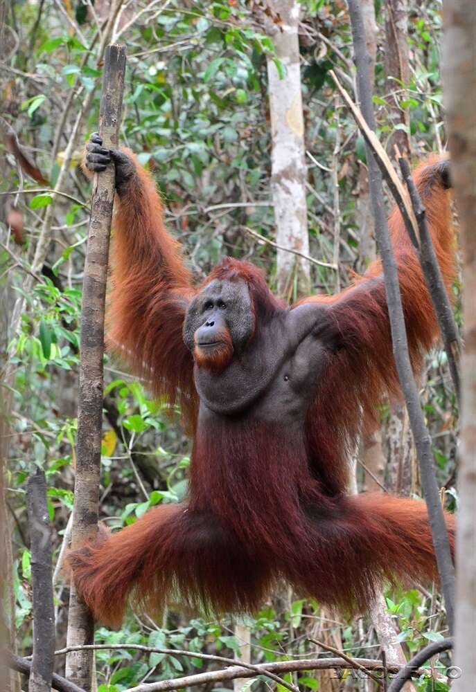 Image of Pongo pygmaeus pygmaeus (Linnaeus 1760)