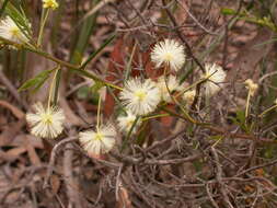 Image of early wattle