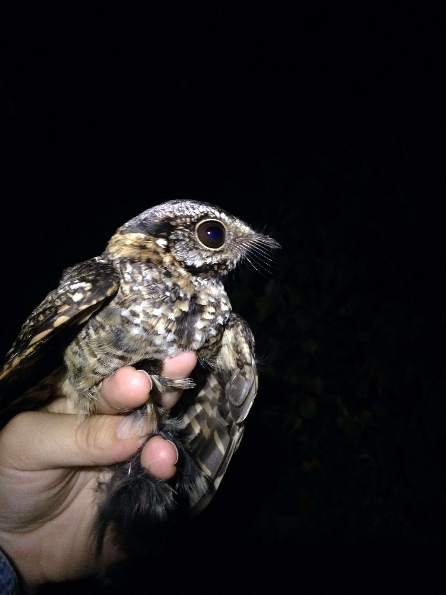 Image of White-tailed Nightjar