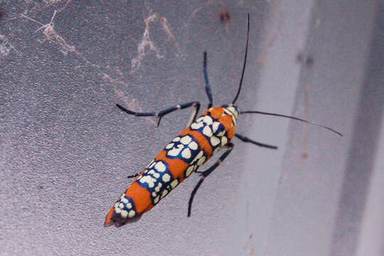 Image of tropical ermine moths