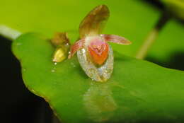 Plancia ëd Pleurothallis pansamalae Schltr.