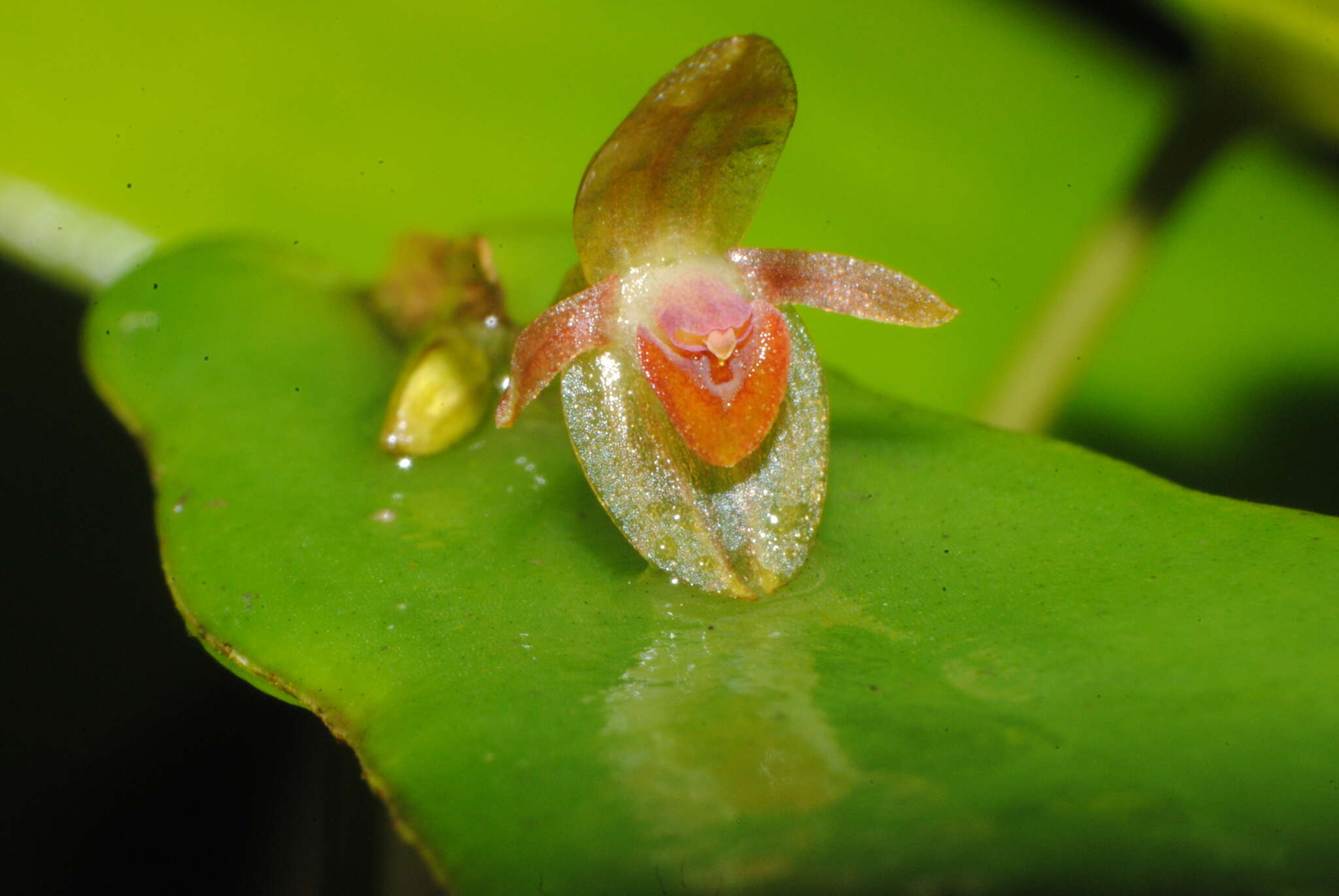 Plancia ëd Pleurothallis pansamalae Schltr.