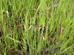 Image of big quakinggrass