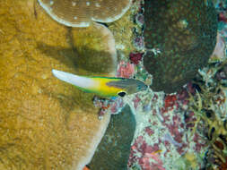 Image of Allen's tubelip wrasse